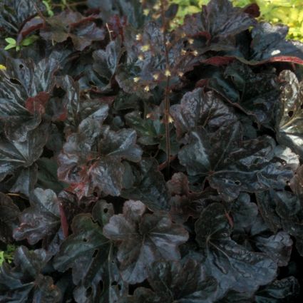 Obsidian Coral Bells - Image 5