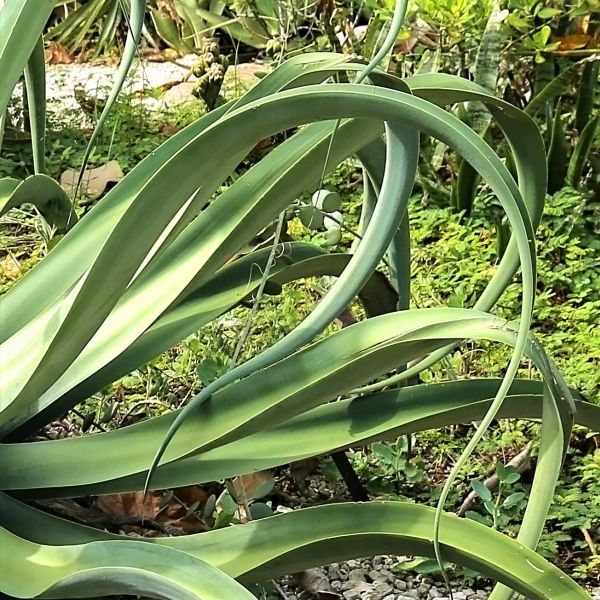 Octopus Agave - Image 3