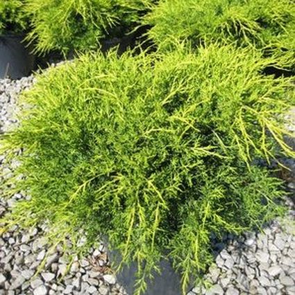 Old Gold Juniper - Image 3