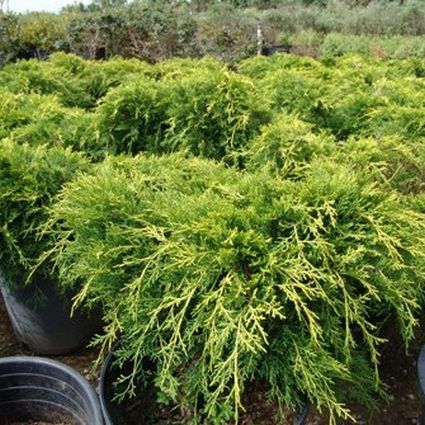 Old Gold Juniper - Image 5