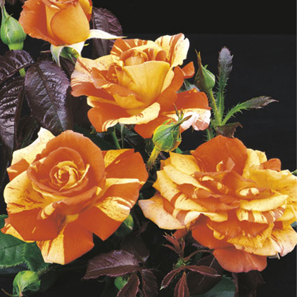 Oranges 'n' Lemons™ Rose