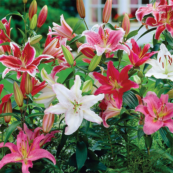 Oriental Lily Mix
