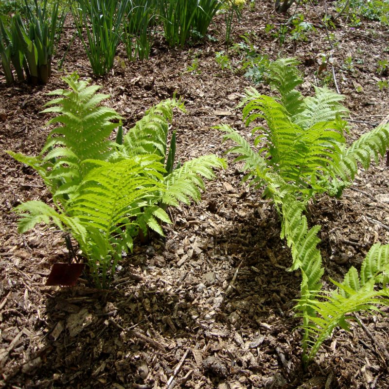 Ostrich Fern - Image 3