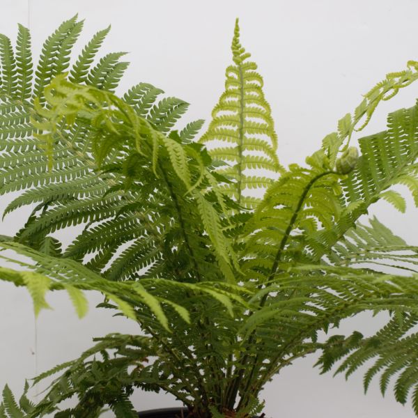 Ostrich Fern - Image 4