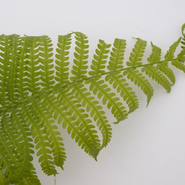 Ostrich Fern - Image 5