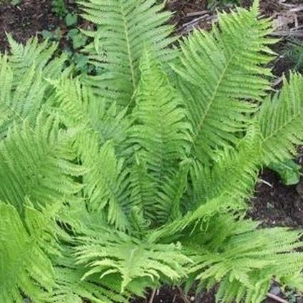 Ostrich Fern