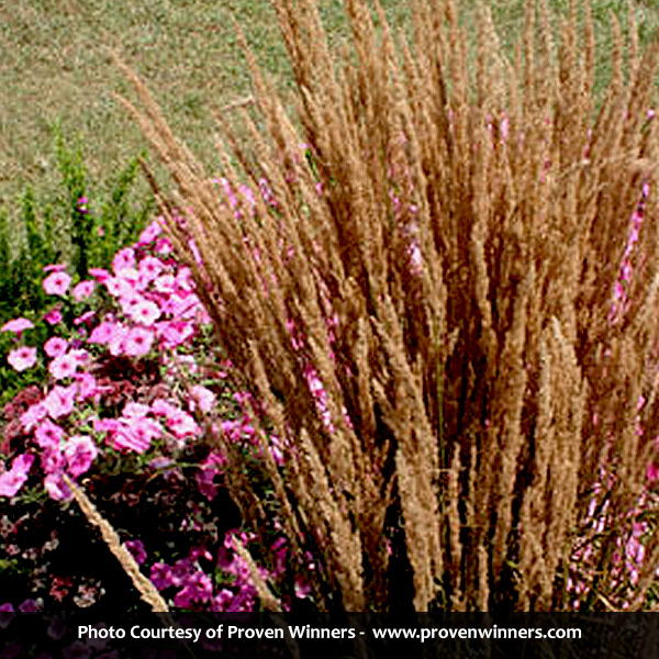 Overdam Feather Reed Grass - Image 3