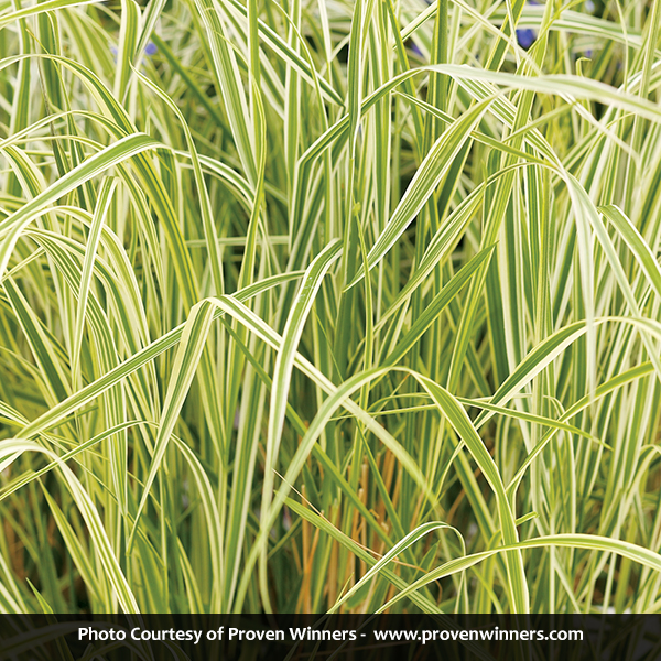 Overdam Feather Reed Grass