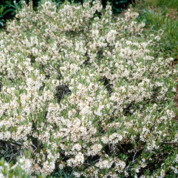 Pawnee Buttes® Western Sand Cherry - Image 3