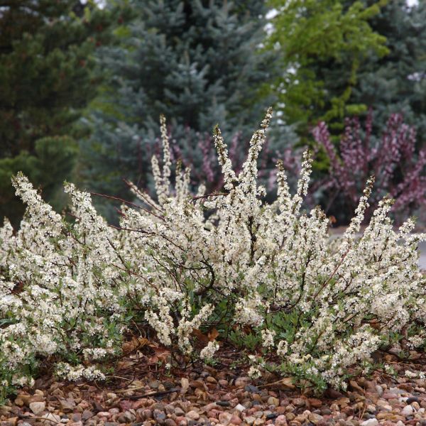 Pawnee Buttes® Western Sand Cherry