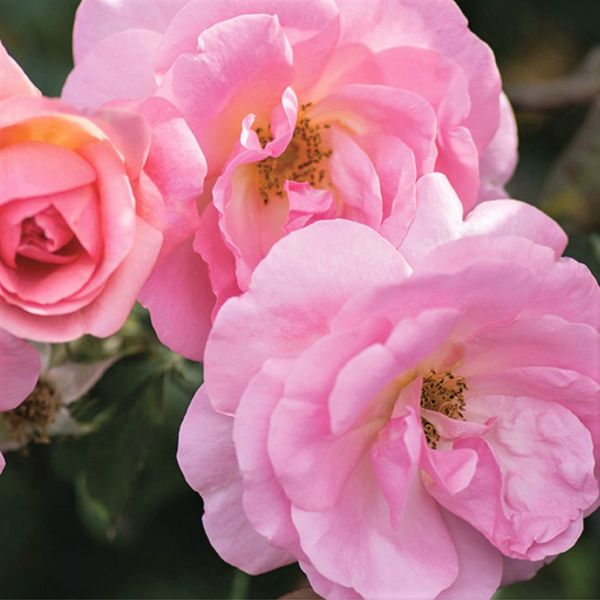 Peachy Knock Out® Rose - Image 3