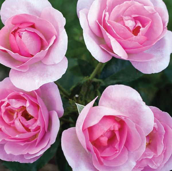 Peachy Knock Out® Rose - Image 4