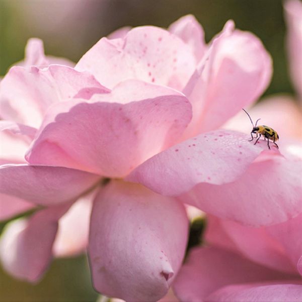 Peachy Knock Out® Rose - Image 5