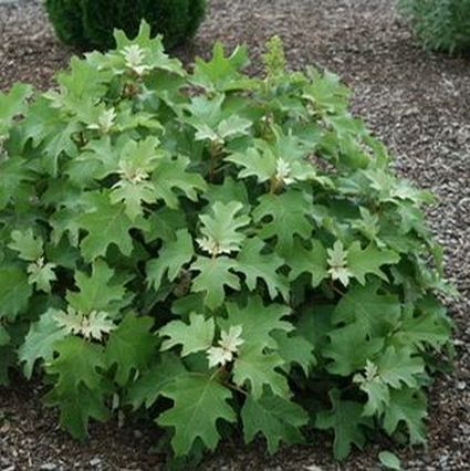 Pee Wee Dwarf Oakleaf Hydrangea - Image 2