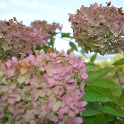PeeGee Hydrangea - Image 3
