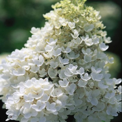 PeeGee Hydrangea - Image 4
