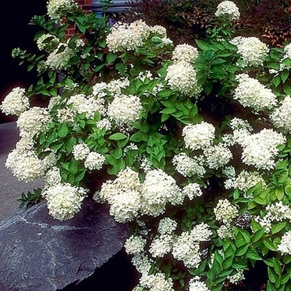 PeeGee Hydrangea