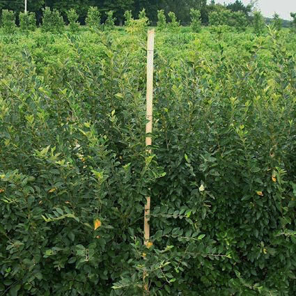 Peking Cotoneaster - Image 3