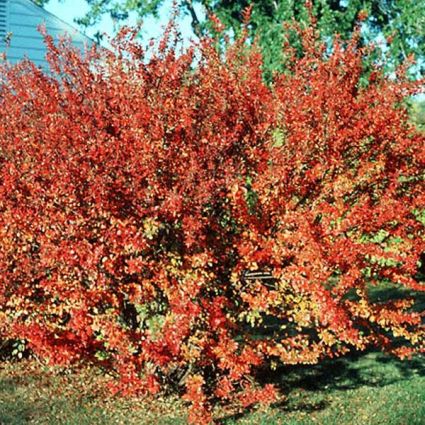 Peking Cotoneaster - Image 5