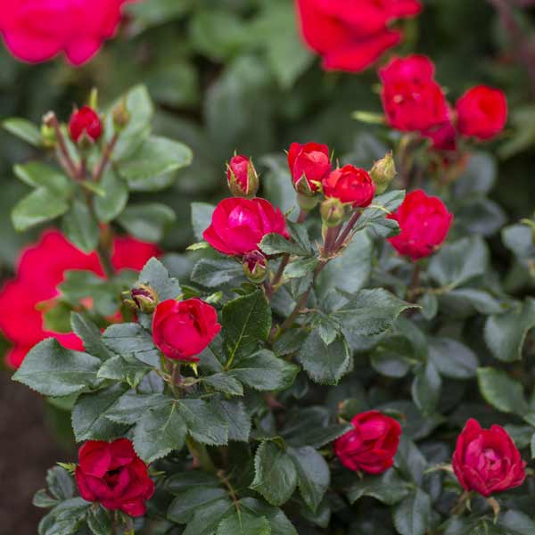 Petite Knock Out® Rose Tree Form