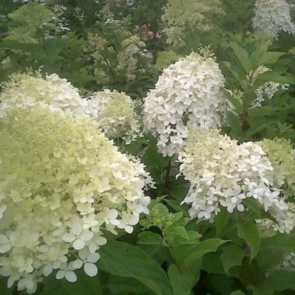 Phantom Hydrangea - Image 3