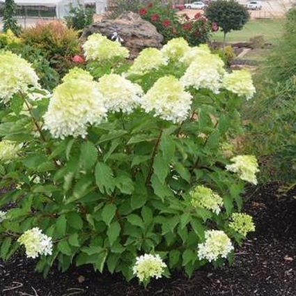 Phantom Hydrangea