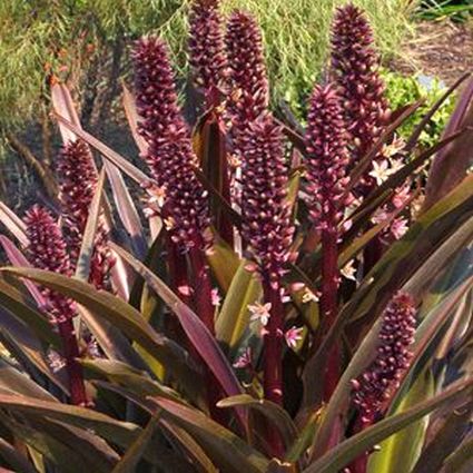 Pineapple Lily Oakhurst - Image 3