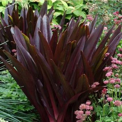 Pineapple Lily Oakhurst - Image 4