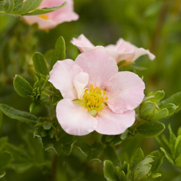 Pink Beauty Potentilla - Image 3