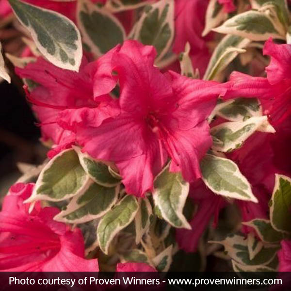 Bollywood® Azalea - Image 4