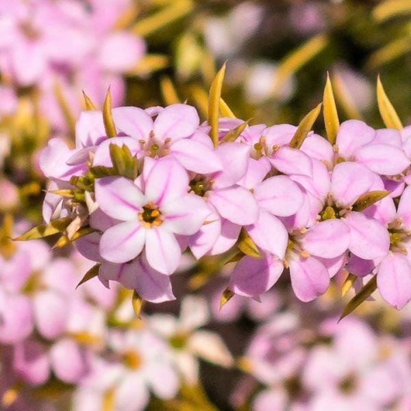 Pink Breath of Heaven - Image 3