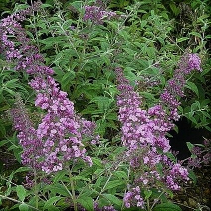 Pink Delight Butterfly Bush - Image 4