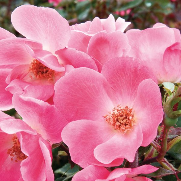 Pink Knock Out® Rose - Image 3