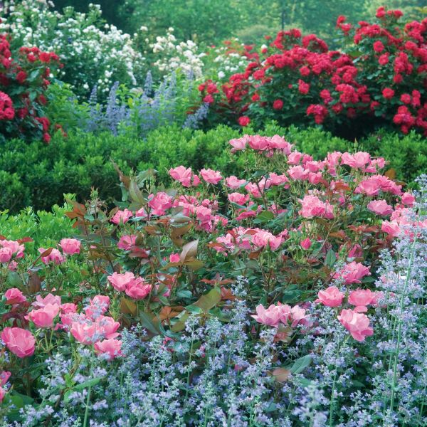 Pink Knock Out® Rose - Image 4