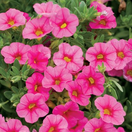 Pink Superbells Calibrachoa