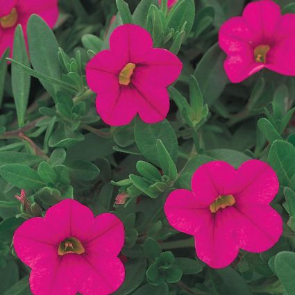 Pink Superbells Calibrachoa - Image 3