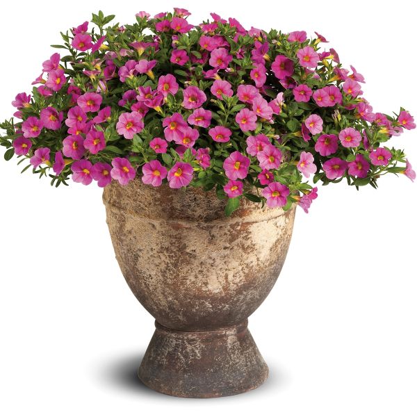 Pink Superbells Calibrachoa - Image 5