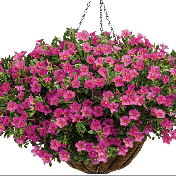 Pink Superbells Calibrachoa - Image 4