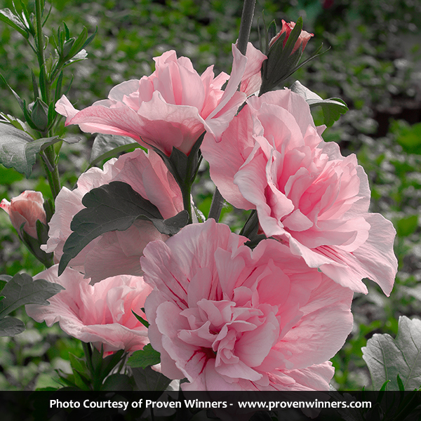 Pink Chiffon® Rose of Sharon Tree Form