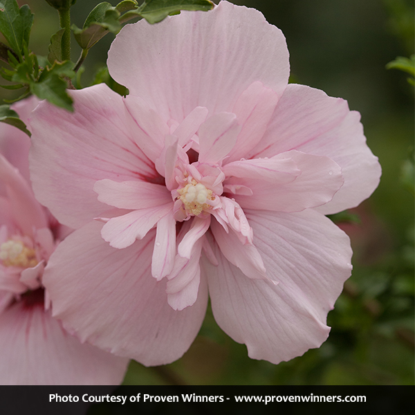 Pink Chiffon® Rose of Sharon Tree Form - Image 3