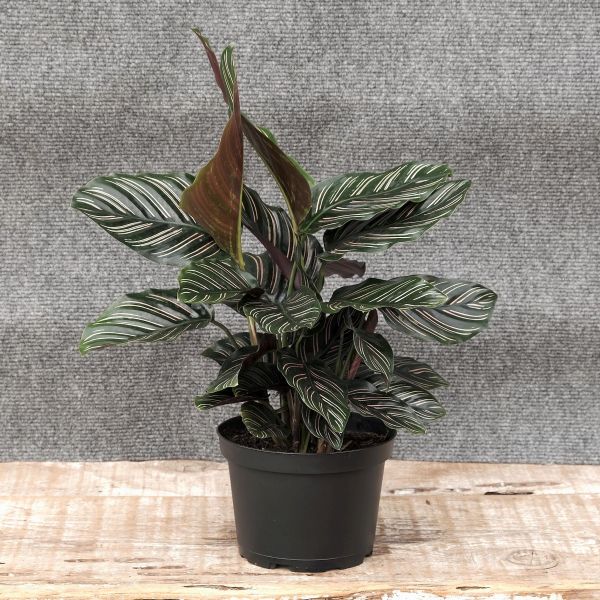 Pinstripe Calathea - Image 3