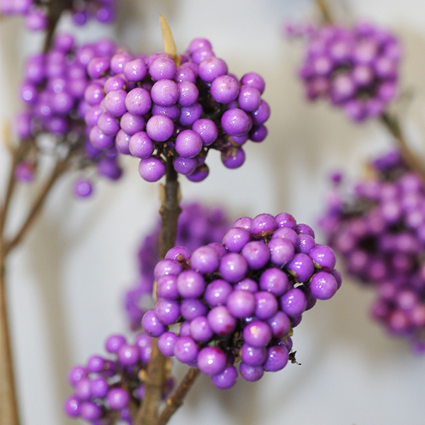 Plump & Plentiful™ Lilac Beautyberry - Image 3