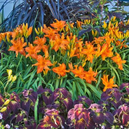 Primal Scream Daylily