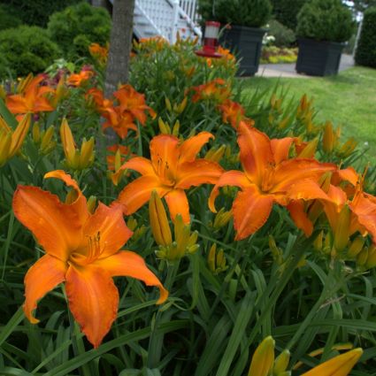 Primal Scream Daylily - Image 3