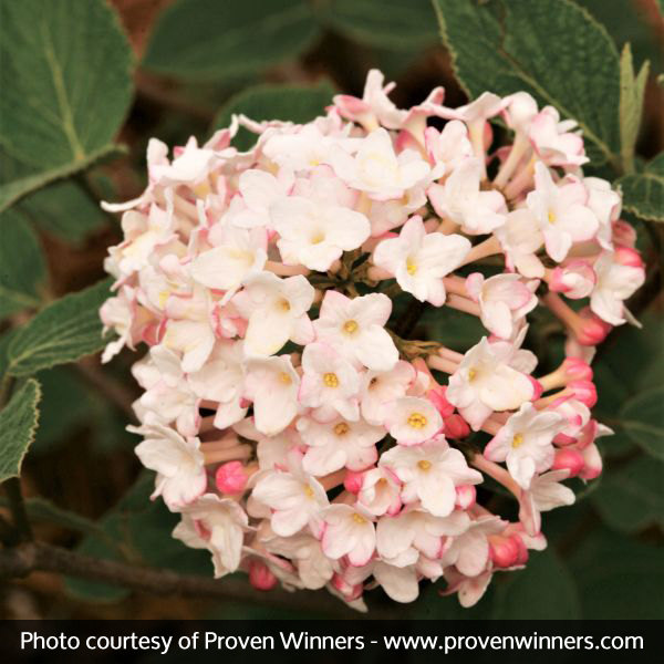 Spice Baby™ Koreanspice Viburnum