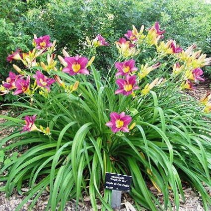 Purple D' Oro Daylily - Image 5