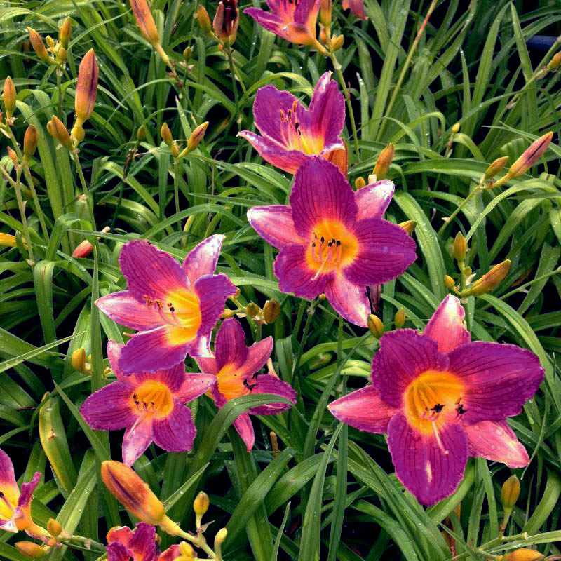 Purple D' Oro Daylily - Image 4
