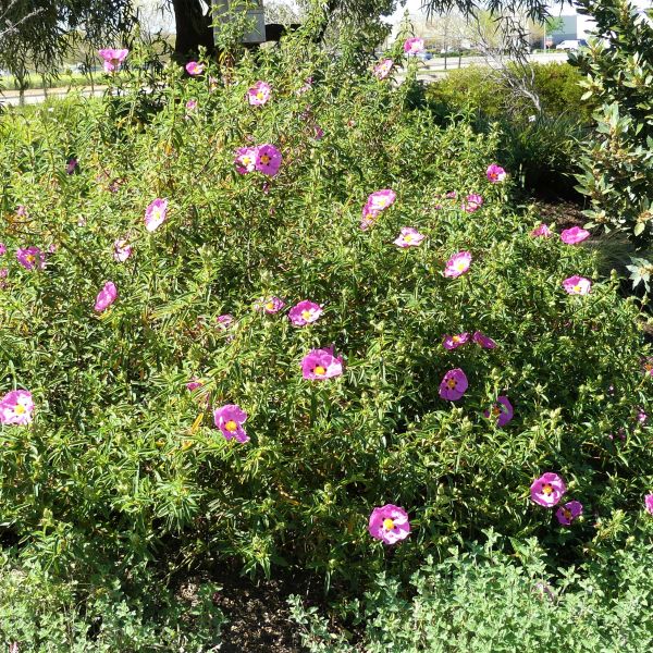 Purple Flowered Rock Rose - Image 3