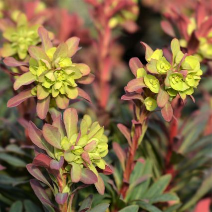 Purple Wood Spurge - Image 3