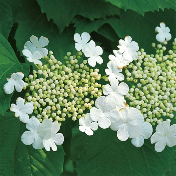Compact European Cranberrybush Viburnum - Image 4